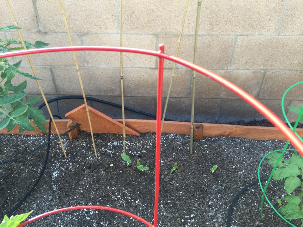 long_bean_seedlings_small